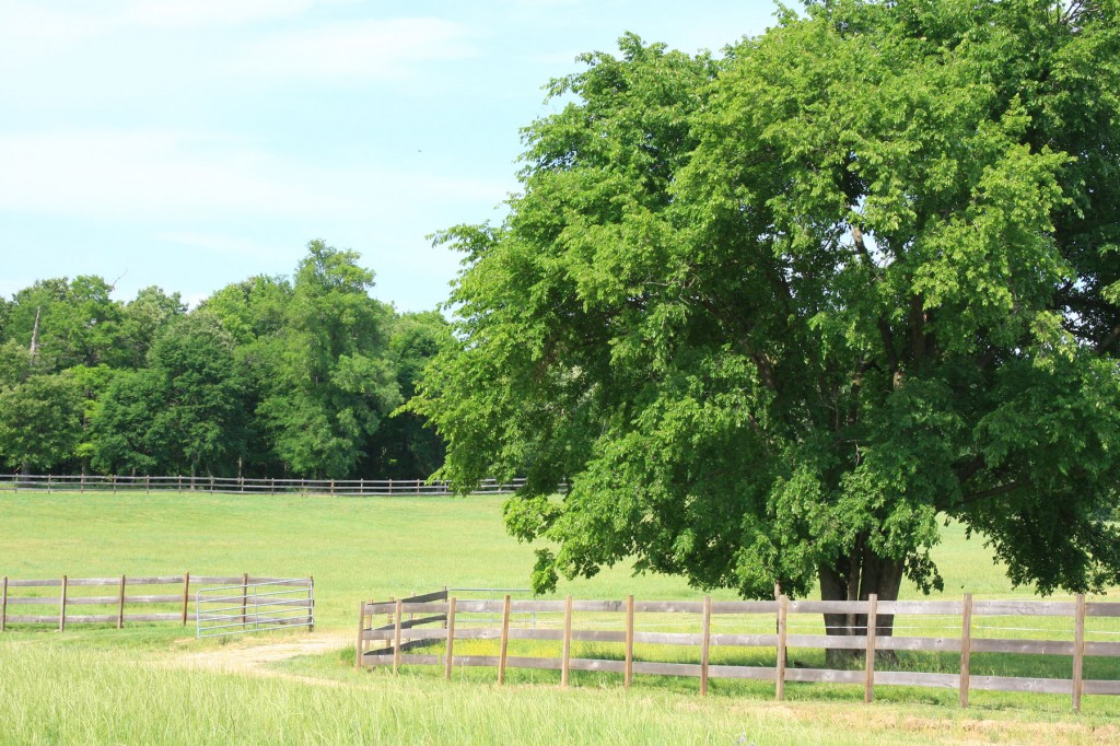 Conservation Easements Tar River Land Conservancy