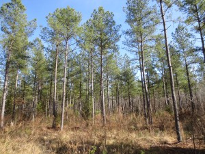 Holt Timberland Protected by Conservation Easement